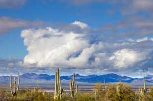 Saguaro National Park-6468.jpg